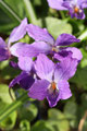 Wohlriechendes Veilchen (Viola odorata)