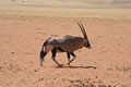 Einsamer Oryx