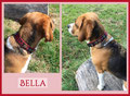Stammkundin Beagle-Hündin Bella 