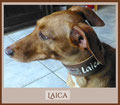Laica mit 4 cm breitem Halsband