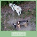 Luna und Luzy tragen Reflexgeschirre