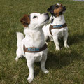 JRT Archie und Barry - schlichtes Gurtband mit Stick