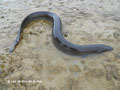 L'anguille européenne (Anguila anguilla) reste un hôte privilégié et emblématique du site de la saline de Saint-Goustan