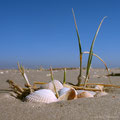 St.Peter-Ording, Muscheln