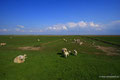 Schafe im Vorland