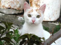 Korfiotische Katze