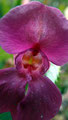 Wilde Orchidee