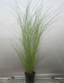 Miscanthus sinensis 'Gracillimus'