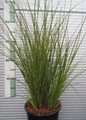 Carex testacea 'Lime Shine'