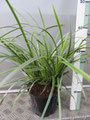 Carex morowii 'Ice Dance'