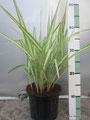 Phalaris arundinacea 'Feesey'