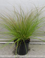 Carex testacea 'lime Shine'