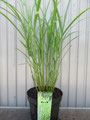 Miscanthus sinensis 'Zebrinus'