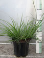 Pennisetum alopecuroides 'Hameln' im C 2