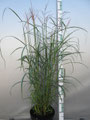 Miscanthus sinensis 'Rotsilber'