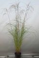 Miscanthus sinensis 'Graziella'