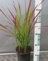 Imperata cylindrica 'Red Baron'