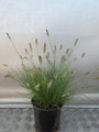 Pennisetum alopecuroides 'Little Bunny'