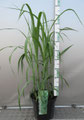 Miscanthus x gigantheus