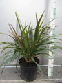 Pennisetum setaceum 'Princess' im C 5