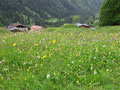 Bergblumenwiese in Hinterhornbach (Lechtal)
