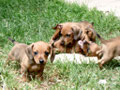 Norah, Dora, Pearl e Gregorio