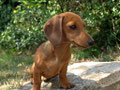Norah Melodious Voice a 4 mesi