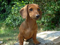 Norah Melodious Voice a 4 mesi