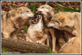 Wolfspiele