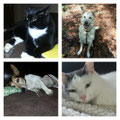 02.12.2014 - Lilli, Sugar, Gismo und Paula