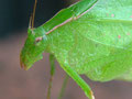 Orophus tessleatus