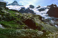 Blühendes Wollgras an einer sumpfigen Stelle unterhalb der Glecksteinhütte
