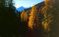 Blick durch goldene Lärchen auf die Lechtaler Alpen beim Abstieg von der Wankspitze