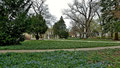 Blauer Blütenteppich im Fuerther Stadtpark