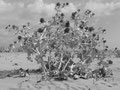Sicilia, Vendicari - fotografia di Vittorio Ferorelli