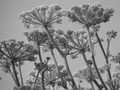 Sicilia, Vendicari - fotografia di Vittorio Ferorelli