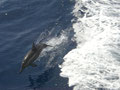 Dolphins swimming with the boat guiding our way safely to our next dive site