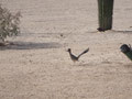 ∞ ROADRUNNER IN ARIZONA