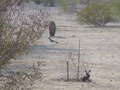 ∞ ROADRUNNER IN ARIZONA