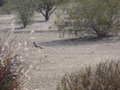 ∞ ROADRUNNER IN ARIZONA