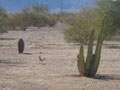 ∞ ROADRUNNER IN ARIZONA