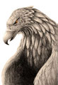 Adler