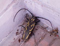 In July, I met a white stripe long-horned beetle. This is one of the biggest long-horned beetles in Japan.    
