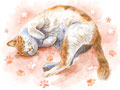桜丸々猫