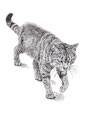 野良猫（ミリペン画）
