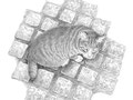 石畳の猫