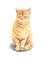 猫（色鉛筆）