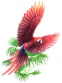 ベニコンゴウインコ（着色　透明水彩）