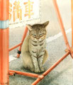 猫　満車注意（着色　透明水彩）