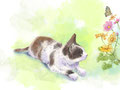 猫とアゲハ蝶